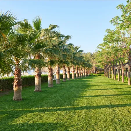Palm landscape around premium villas in ECR